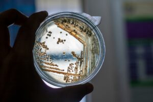 Petri dish with bacteria cultures in a laboratory